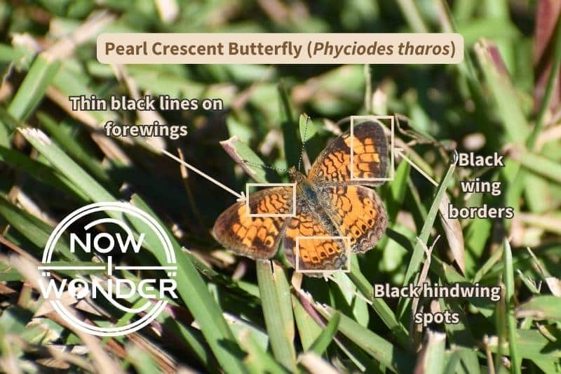 I've labelled this photograph of an orange and black Pearl Crescent butterfly (Phyciodes tharos) with important upper wing surface field marks that help identify this species. Labelled field marks are: Thin black lines on forewings, black wing borders, and black hindwing spots. Photograph taken by the author. Copyright Now I Wonder.