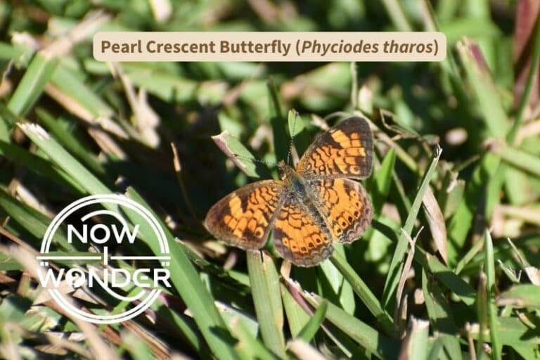 Pearl Crescent Butterfly (Phyciodes tharos)