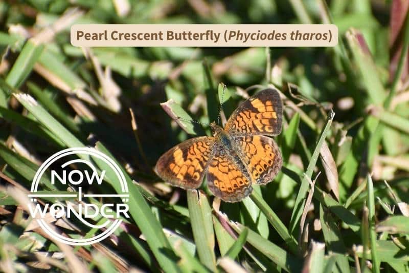 An orange and black Pearl Crescent butterfly (Phyciodes tharos), probably male, perched on a blade of grass with wings outstretched, in North Carolina. Photograph taken by author. Copyright Now I Wonder.