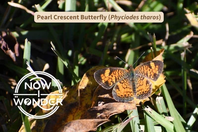 An orange and black Pearl Crescent butterfly (Phyciodes tharos), probably male, perched on a dead leaf with wings outstretched, in North Carolina. Photograph taken by author. Copyright Now I Wonder.