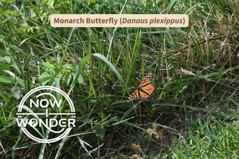 A Monarch butterfly (Danaus plexippus) in flight over a grassy meadow. Copyright Now I Wonder.