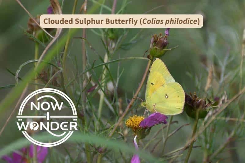 A Clouded Sulphur (Colias philodice) butterfly sipping nectar from a flower through its long, thin proboscis. Photograph taken by author. Copyright Now I Wonder.