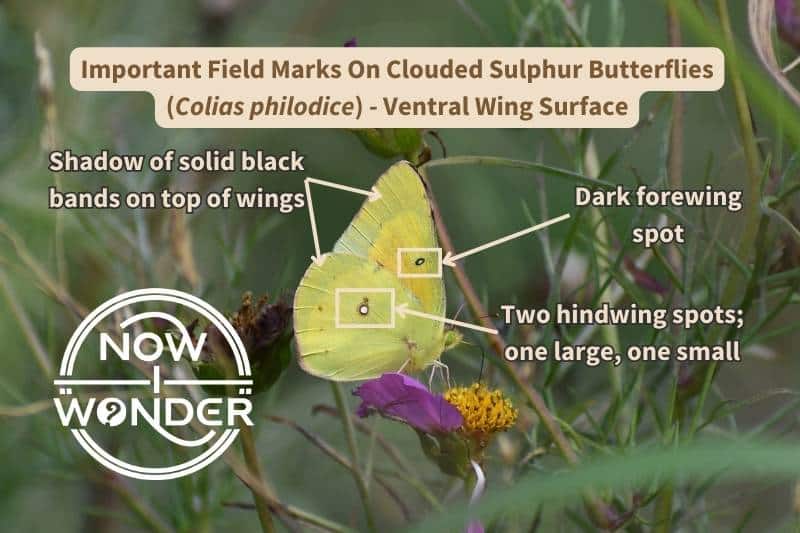 This diagram shows the important field marks on the underside of Clouded Sulphur (Colias philodice) butterfly wings that help identify this species. Photograph taken by author. Copyright Now I Wonder.
