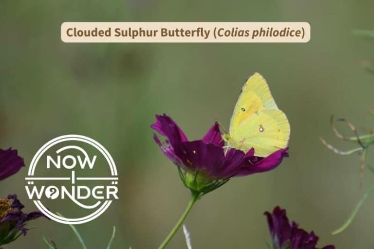 Clouded Sulphur Butterflies (Colias philodice)