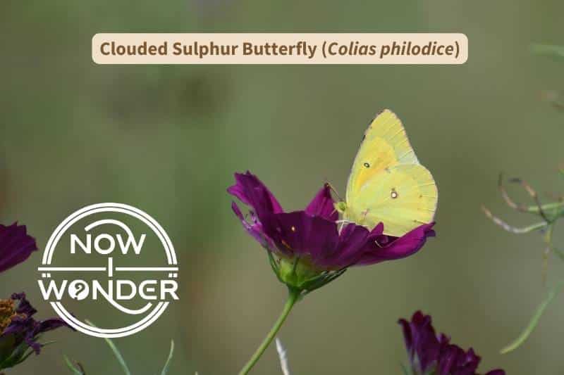 A Clouded Sulphur (Colias philodice) butterfly perched on a purple flower with its wings closed over its back. Photograph taken by author. Copyright Now I Wonder.