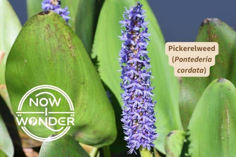 Close up of a Pickerelweed (Pontederia cordata) flower and leaves. Photograph taken by author. Copyright Now I Wonder.