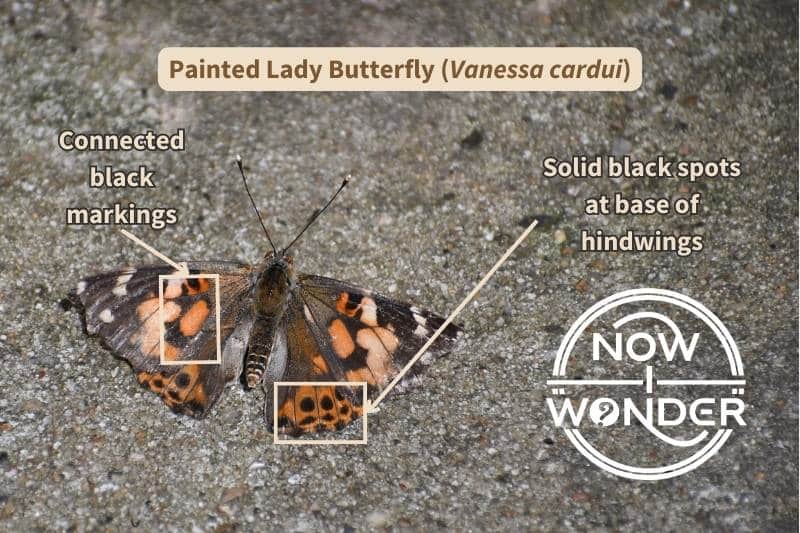 A diagram of the identifying field marks on the dorsal wing surface of a Painted Lady (Vanessa cardui) butterfly. Copyright Now I Wonder.
