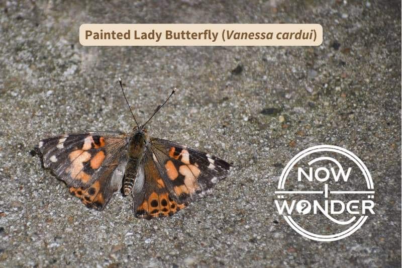 A Painted Lady butterfly (Vanessa cardui) resting on pavement after being freed from a spider's cobweb. Copyright Now I Wonder.