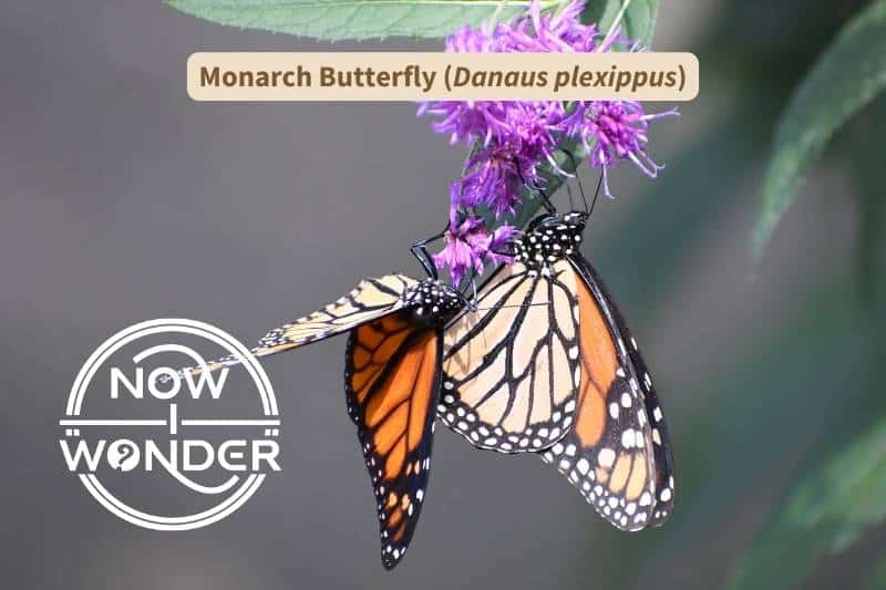 Two Monarch butterflies (Danaus plexippus) dangling from a purple flower and sipping nectar. The butterflies have black and white polka-dotted bodies, orange wings lined with black veins, and black wing bands with white spots.