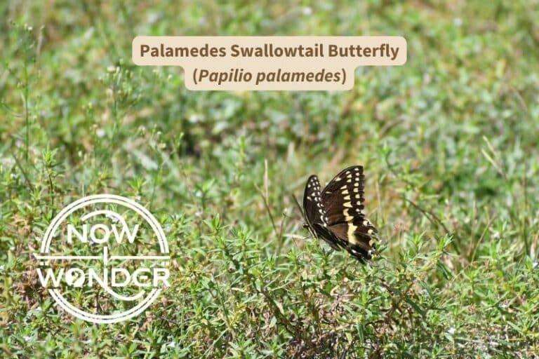 Palamedes Swallowtail Butterfly (Papilio palamedes)