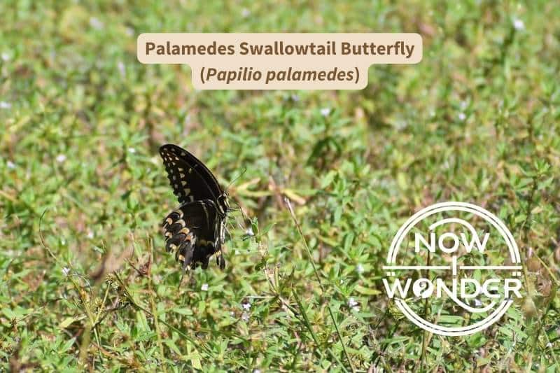 A Palamedes Swallowtail butterfly (Papilio palamedes) nectaring on a wildflower in a meadow near the coast of eastern North Carolina. Photograph taken by author. Copyright Now I Wonder.