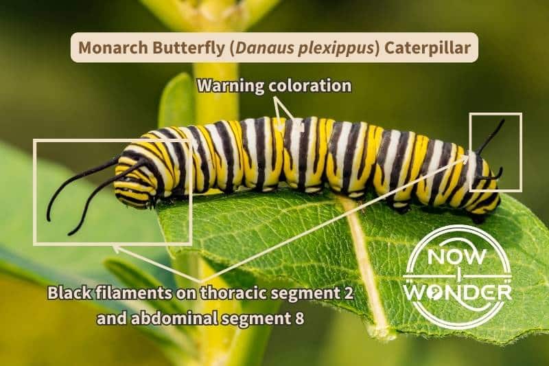A Monarch butterfly caterpillar (Danaus plexippus) labelled with key identifying characteristics, adapted by Now I Wonder from photograph courtesy of skhoward, Canva.