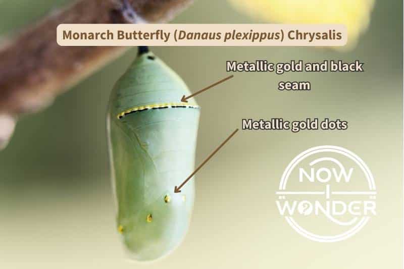 A close-up of a Monarch butterfly (Danaus plexippus) chrysalis, labelled with key identifying features. Adapted by Now I Wonder from a photograph courtesy of Jason Ondriecka, Canva.