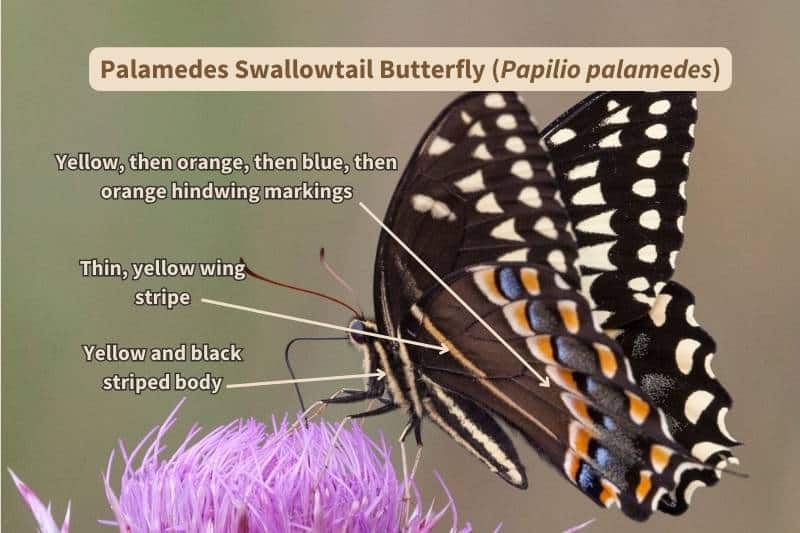 Important field marks on the ventral wing surface of a Palamedes Swallowtail butterfly (Papilio palamedes) seen from the side. Adapted from a photograph by Anne Lindgren, Canva.