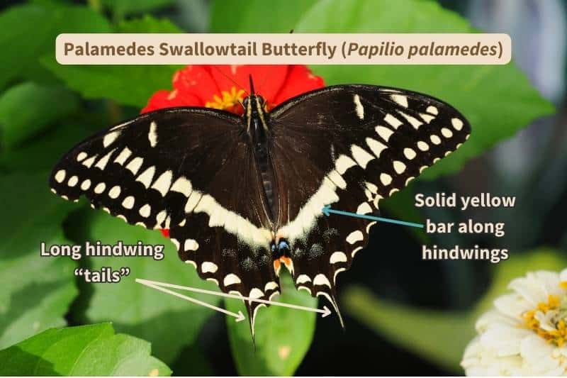 A Palamedes Swallowtail butterfly (Papilio palamedes) seen from above with important field marks labelled. Adapted from a photograph by NNehring, Canva.