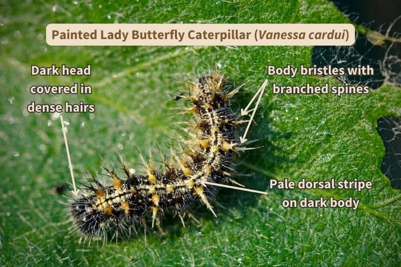 A closeup of a Painted Lady butterfly caterpillar (Vanessa cardui) on a soybean leaf. The caterpillar's base color is dark brown, with a broken yellow double-stripe running the length of its back and its body bristles with branched yellow and black spines. Its head is solid black and covered in dense hairs. Adapted from photograph by NNehring, Canva.