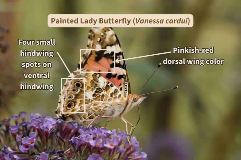 A diagram of important field marks that characterize the ventral, or underside, wing surfaces of Painted Lady butterflies (Vanessa cardui). Adapted from a photograph by Davide Bonora, Canva.