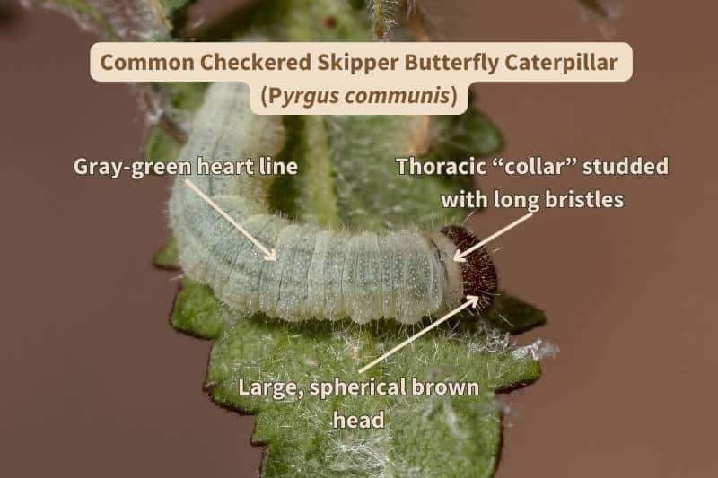 A photograph of a Common Checkered Skipper butterfly caterpillar (Pyrgus communis), labelled with important field marks that identify the species. Adapted from a photograph by Vinicius Souza, Canva.