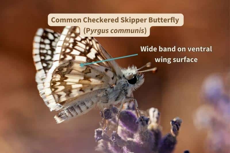 A photograph of a Common Checkered Skipper butterfly (Pyrgus communis), labelled with important underside wing surface field marks that identify the species. Adapted from a photograph by Annette Shaff, Canva.