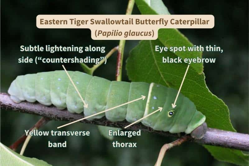 An Eastern Tiger Swallowtail butterfly caterpillar (Papilio glaucus) labelled with the important field marks that identify this species. Adapted from a photograph by Naturalist, Canva.
