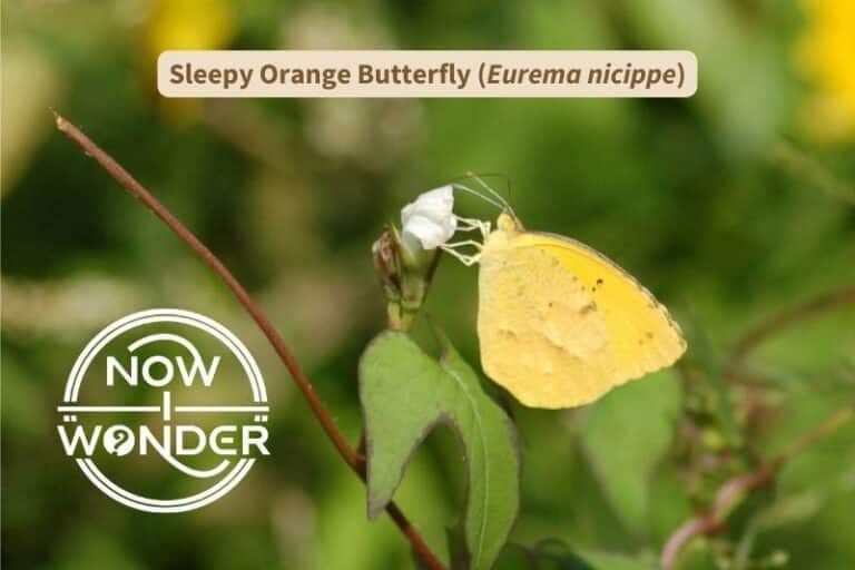 Sleepy Orange Butterfly (Eurema nicippe)
