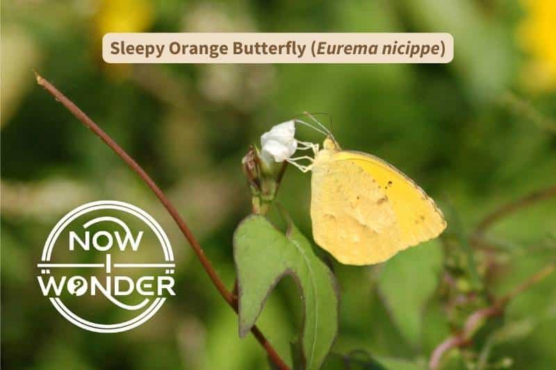 A Sleepy Orange butterfly (Eurema nicippe) sips nectar from a small, white North Carolina wildflower called White Star (Ipomoea lacunosa), which is a Morning Glory in family Convolvulaceae. Photograph taken by author. Copyright Now I Wonder.