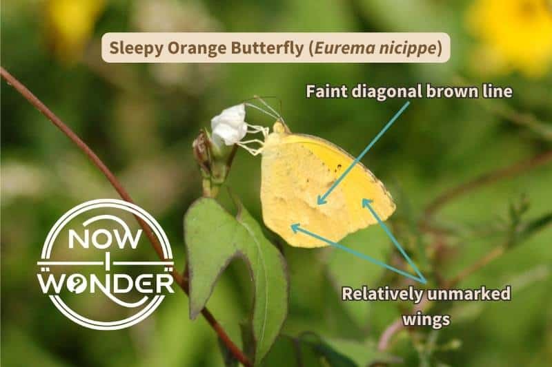 I've labelled this photograph of a Sleepy Orange butterfly (Eurema nicippe) with the important field marks that identify this species. Photograph taken by author. Copyright Now I Wonder.