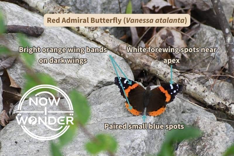 I've labelled this photograph of a Red Admiral butterfly (Vanessa atalanta) with the important field marks that identify this species. Photograph taken by author. Copyright Now I Wonder.