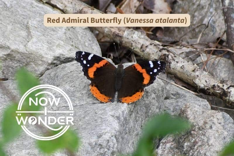 A Red Admiral butterfly (Vanessa atalanta) perched on a pale gray rock with wings spread. The butterfly is black with an orange stripe through the middle of its forewings. It has white spots at the tips of its forewings and a wide, orange band along the edge of each hindwing. Photograph taken by author. Copyright Now I Wonder.