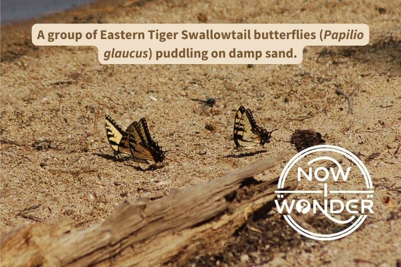 A small group of Eastern Tiger Swallowtail butterflies (Papilio glaucus) are "mud-puddling" on damp sand. Photograph taken by the author. Copyright Now I Wonder.