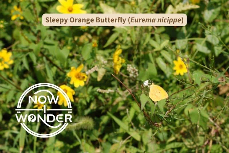 This Sleepy Orange butterfly (Eurema nicippe) is almost lost amongst all the yellow aster-family flowers on this wild hillside. Photograph taken by author. Copyright Now I Wonder.