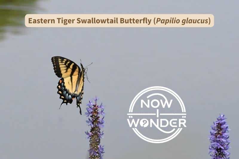 An Eastern Tiger Swallowtail butterfly (Papilio glaucus) in flight above a Pickerelweed flower (Pontedaria cordata). Photograph taken by the author. Copyright Now I Wonder.