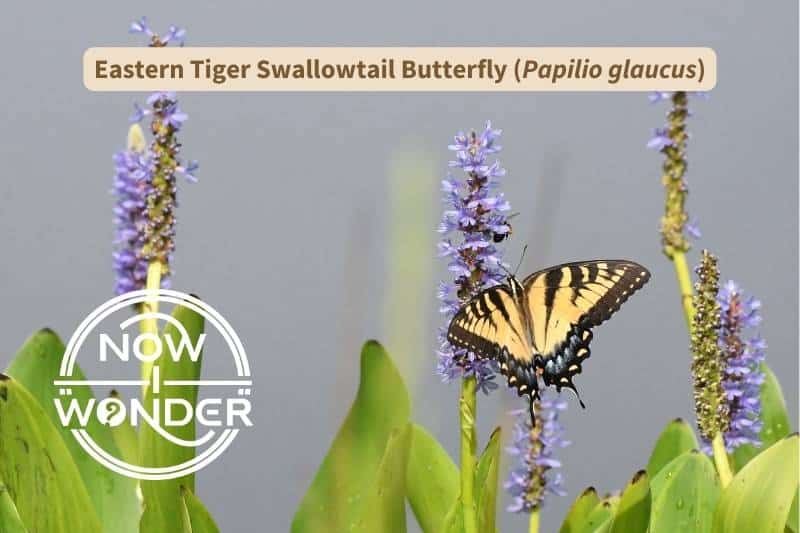 A female Eastern Tiger Swallowtail butterfly (Papilio glaucus) is perched on a Pickerelweed flower (Pontedaria cordata). The yellow and black butterfly has blue scaling on her hindwings that identify her as being female. Photograph taken by the author. Copyright Now I Wonder.