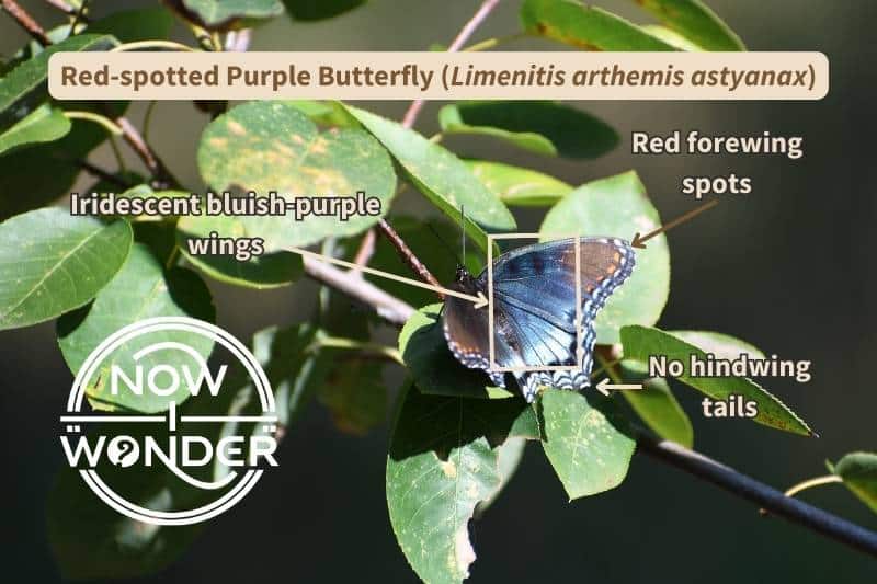 An original photograph of a Red-spotted Purple butterfly (Limenitis arthemis astyanax) labelled with important field marks on the upper wing surface that identify this species. Photograph taken by author. Copyright Now I Wonder.