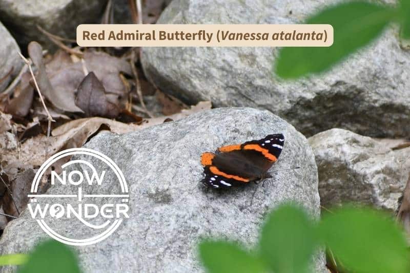 A Red Admiral butterfly (Vanessa atalanta) perched on a pale gray rock with wings spread. The butterfly is black with an orange stripe through the middle of its forewings. It has white spots at the tips of its forewings and a wide, orange band along the edge of each hindwing. Photograph taken by author. Copyright Now I Wonder.
