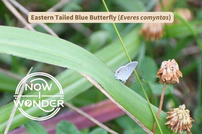 An Eastern Tailed Blue butterfly (Everes comyntas) perches on a blade of grass with wings closed together over its back. Photograph by author. Copyright Now I Wonder.