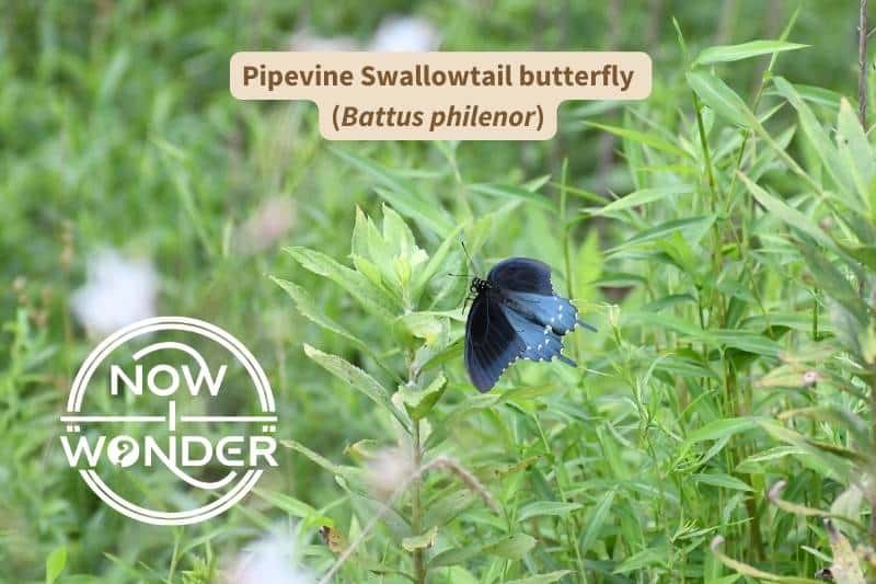 An original photograph of a Pipevine Swallowtail butterfly (Battus philenor) perched on weeds near the edge of a forest early on a warm summer morning. Photograph taken by author. Copyright Now I Wonder.