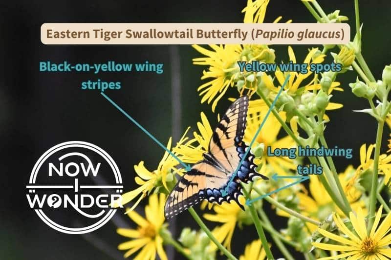 An Eastern Tiger Swallowtail butterfly (Papilio glaucus) labelled with the important field marks on the upper side of its wings that identify this species. Photograph taken by the author. Copyright Now I Wonder.
