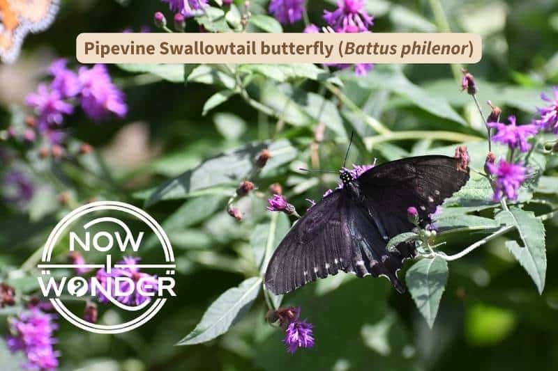 This original photograph shows a female Pipevine Swallowtail butterfly (Battus philenor). Female Pipevines are much less conspicuous than the males. Overall, female Pipevines are darker and duller than males, whose hindwings are brilliant, metallic blue. Photograph taken by the author. Copyright Now I Wonder.