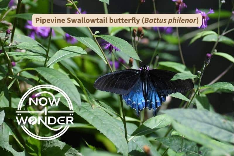 This photograph shows the appearance of a male Pipevine Swallowtail butterfly (Battus philenor) when the tiny individual scales that cover the hindwings reflect bright, metallic blue.