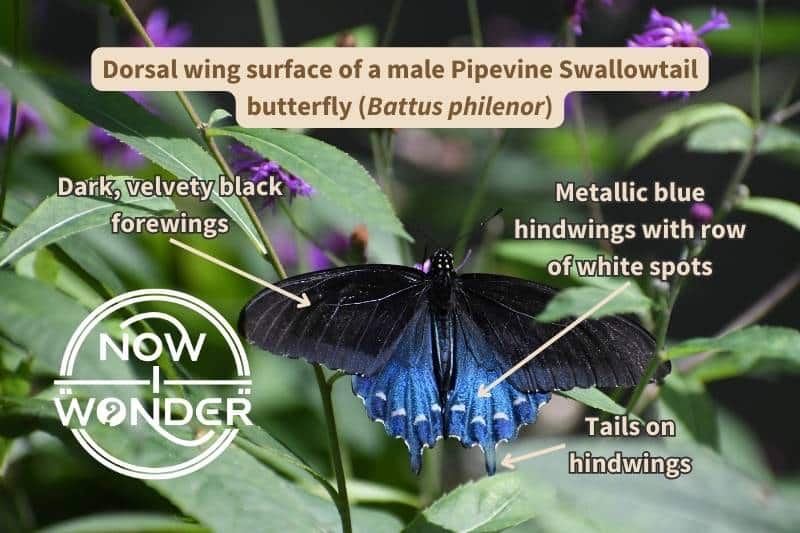An original photograph of a Pipevine Swallowtail butterfly (Battus philenor), labelled with important field marks on the top wing surface that identify this species. Photograph taken by author. Copyright Now I Wonder.
