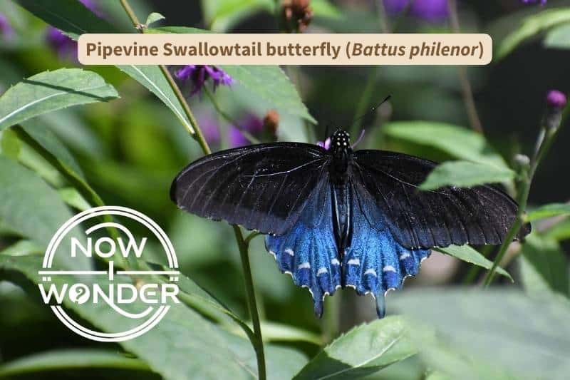 An original photograph of a Pipevine Swallowtail butterfly (Battus philenor). The insect has velvety black forewings, and bright, metallic blue hindwings with white wing spots and tails. Photograph taken by author. Copyright Now I Wonder.