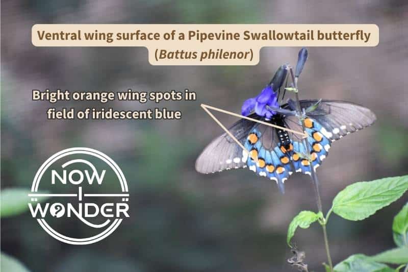 An original photograph of a Pipevine Swallowtail butterfly (Battus philenor), labelled with important field marks on the bottom wing surface that identify this species. Photograph taken by author. Copyright Now I Wonder.