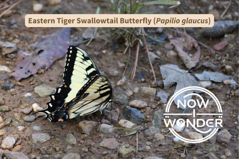 An Eastern Tiger Swallowtail butterfly (Papilio glaucus) perched on damp gravel with long, thin proboscis extended into the soil. Photograph taken by the author. Copyright Now I Wonder.