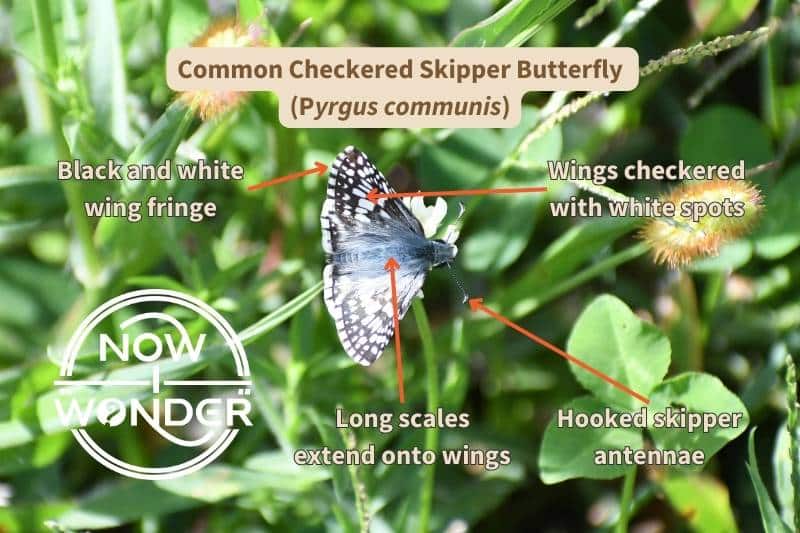 A photograph of a Common Checkered Skipper butterfly (Pyrgus communis), labelled with important upper wing surface field marks that identify the species. Photograph taken by the author. Copyright Now I Wonder.