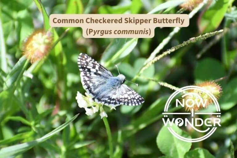 Common Checkered Skipper Butterfly (Pyrgus communis)