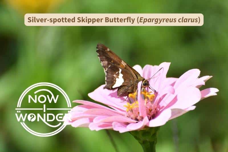 A Silver-spotted Skipper butterfly (Epargyreus clarus) perches on a pink flower and drinks nectar through its long, thin proboscis. Photograph taken by the author. Copyright Now I Wonder.