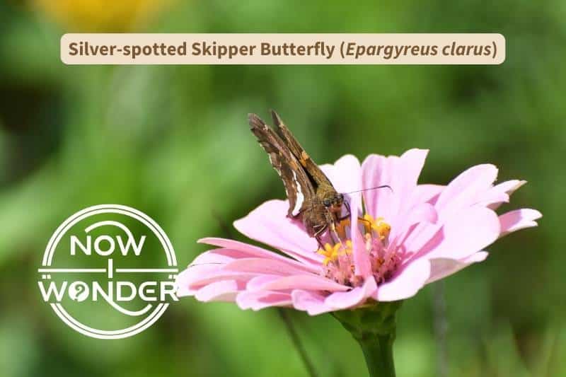 A Silver-spotted Skipper butterfly (Epargyreus clarus) enjoys a nectar drink sipped from a pale pink flower. Photograph taken by the author. Copyright Now I Wonder.