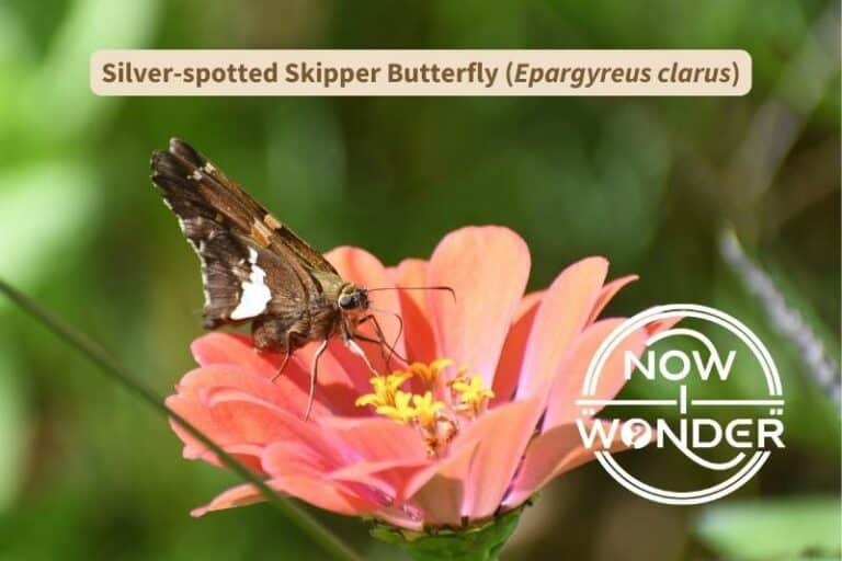 Silver-spotted Skipper Butterfly (Epargyreus clarus)