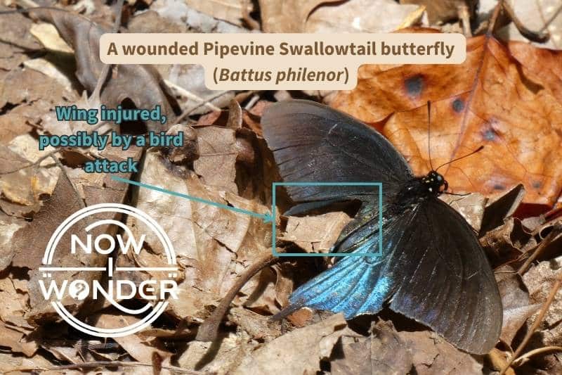 An original photograph of a wounded male Pipevine Swallowtail butterfly (Battus philenor) resting on the ground against a bed of dead leaves. He is missing a large, triangular chunk of his left hindwing, probably ripped away by the beak of an attacking bird. Photograph taken by the author. Copyright Now I Wonder.